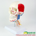 SKULL11-1 (12337-1) Crâne avec Cerveau, Anatomie Science Médicale Crâne Nerf Crâne En Plastique Cerveau Modèles